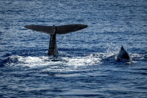 A sperm whale's tail above the sea off Roseau, Dominica