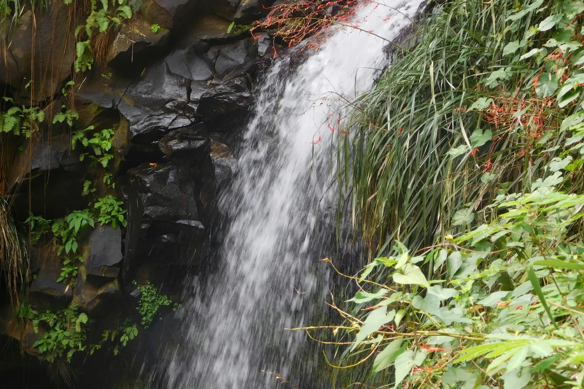 Annandale Falls dropping into a pool among tropical plants, Grenada