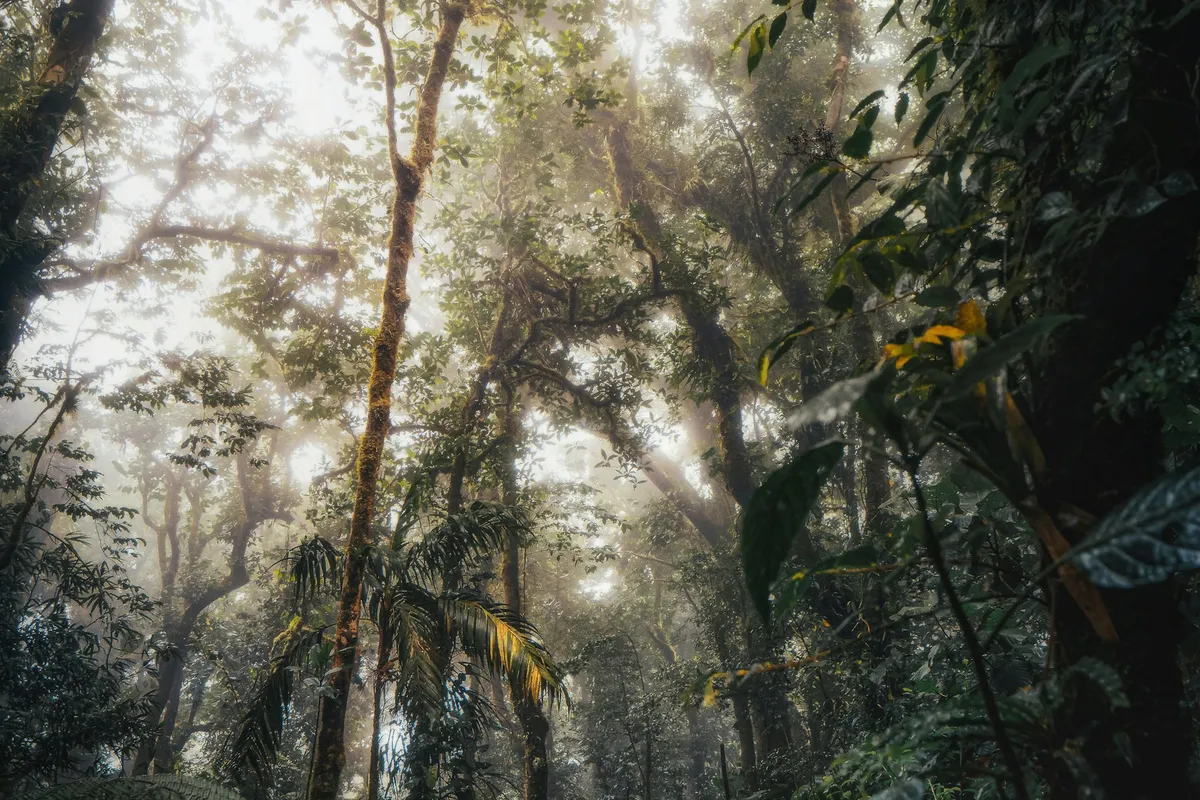 Soft light through trees inside the Monteverde cloud forest, Costa Rica