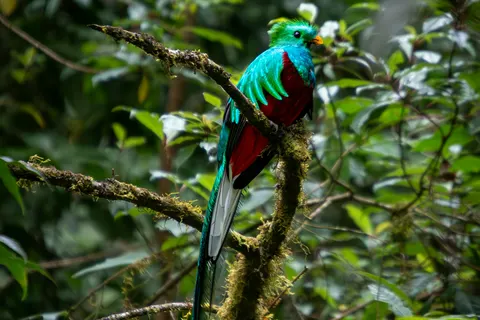 A male resplendent quetzal perched on a mossy branch in San Gerardo de Dota, Costa Rica